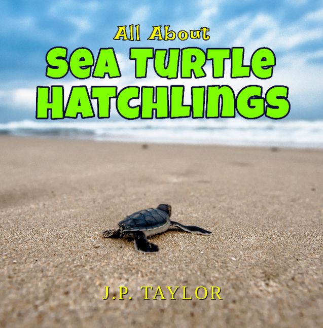 All About Sea Turtle Hatchlings